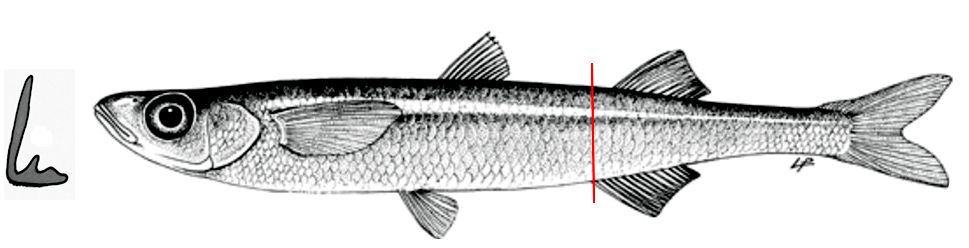 Atherina hepsetus_01.jpg